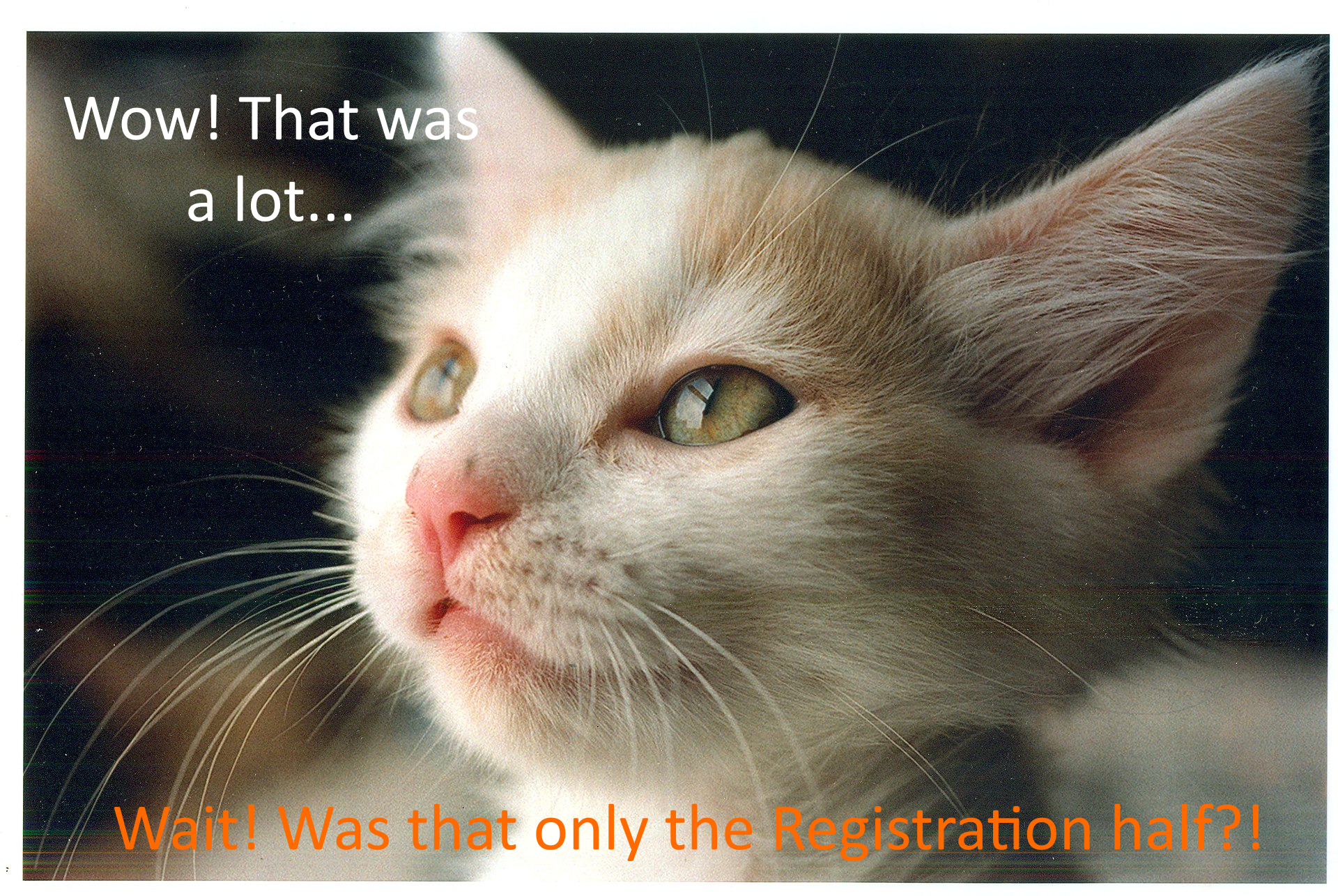 WebAuthn Cat meme
